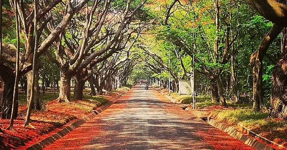 How a 2 Hectare Forest in Bangalore's Heart Has Lowered Temperatures and Raised Its Water Table