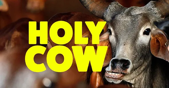VIDEO: Cow Hospital in Rajasthan Treats More Than 1600 Deformed & Sick Cows