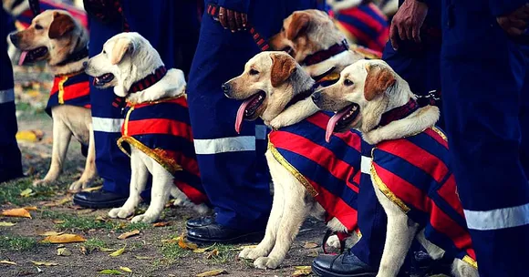 Who Can Guard Your Home Better Than a Police Dog? Karnataka Residents Can Now Adopt Retired Ones.