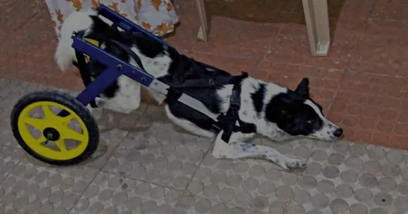 VIDEO: Vet Gives Stray Dogs Wheels for Legs after Accident