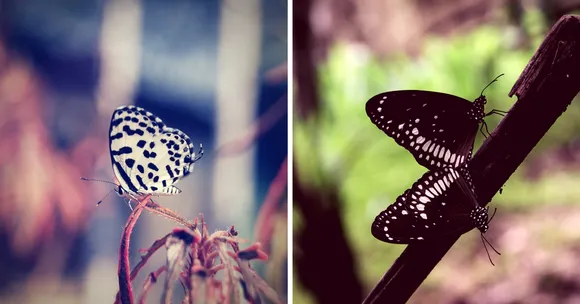 MY VIEW: All about Butterflies - Legends, Life, Habits & More