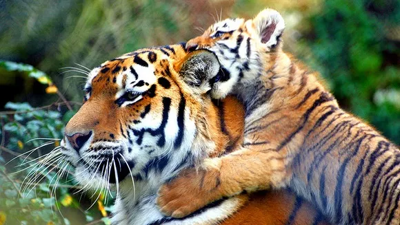 These Amazing Photos Capture the Wild Grandeur of India's National Parks