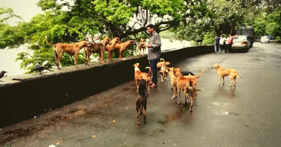 This Mumbai-Based NGO Is Treating 1,200 Strays to an Epic Birthday Bash and You're Invited!