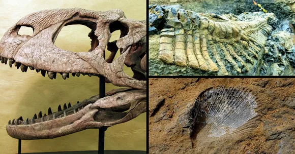 # Travel Tales: The 7 Best Places to See India's Fantastic Fossil Finds