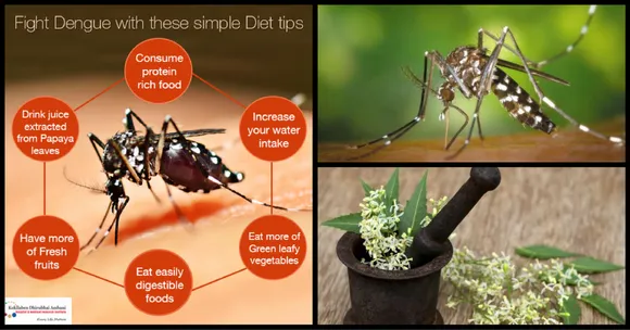 Don't Let Dengue and Chikungunya Scare You. Be Prepared with This Comprehensive Guide