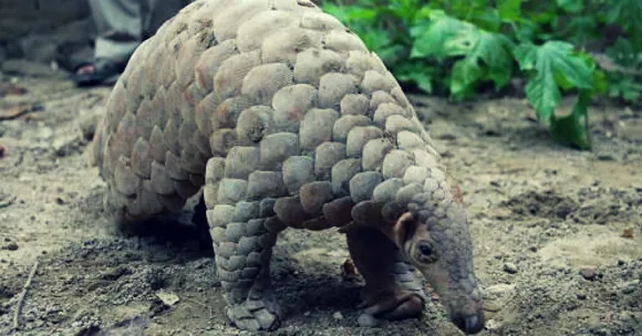 TBI Blogs: You Have Probably Never Heard of the World's Most Trafficked Mammal. Here's Why You Should