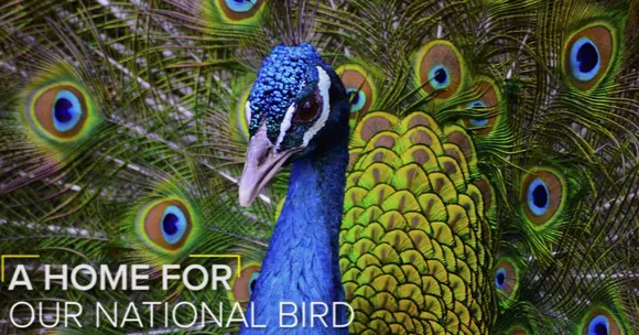 VIDEO: How This Farmer's Backyard Became Home to a Peacock Farm