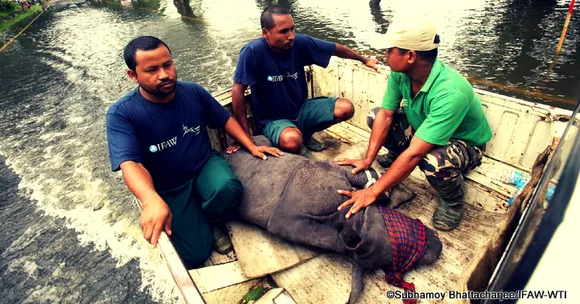 How One Organisation Worked Round the Clock to Rescue Flood Affected Animals in Kaziranga