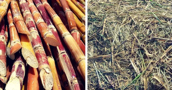 VIDEO: Indian Researchers Develop Bio 'Flashlights' from Sugarcane