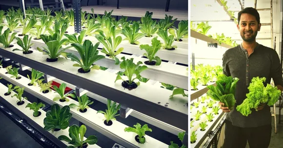 This Software Engineer Sold His Company to Start a Vertical Hydroponic Farm in Goa