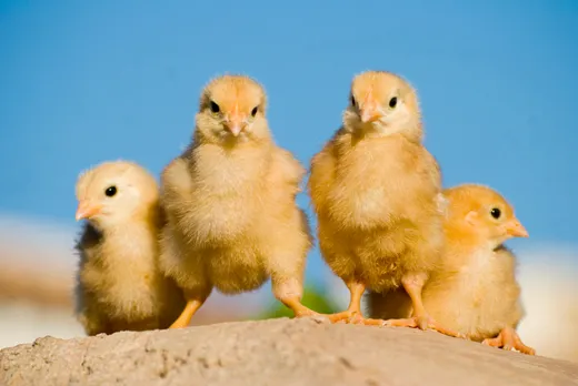 TBI Blogs: You Can Help End Cruelty Against Hens and Chickens in Factory Farms. Here’s How!