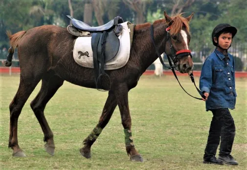 Manipur's Ponies Are on the Brink of Extinction. And This Sporting Event Could Save Them!