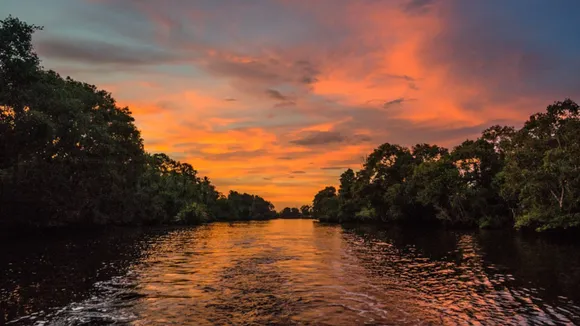 VIDEOS: Mangroves - Protecting Coastlines, Combating Climate Change & Saving Corals