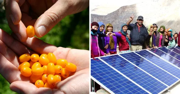 How a 'Wonder Berry' Is Bringing an Economic Transformation in the Cold Deserts of Lahaul-Spiti