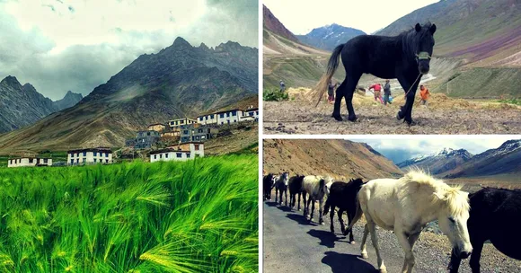 A Village in Spiti's Pin Valley Runs a Dedicated Insurance Scheme for Its Unique Horses