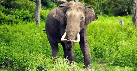 Good News for Nature Enthusiasts as Karnataka Declares 2017 the Year of the Wild