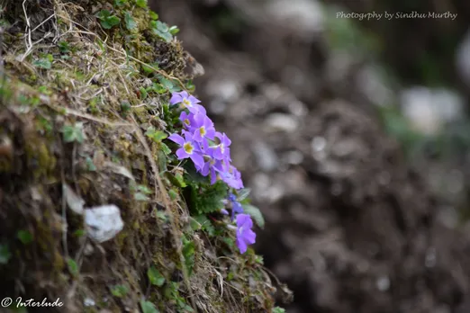 TBI Blogs: Going Trekking to Kedarkantha? Keep an Eye out for These Gorgeous Flowers