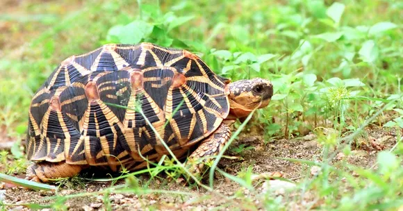 TBI Blogs: 9 Popular Animals From Tortoises to the ‘Nemo’ Clownfish That Should Not Be Kept as Pets