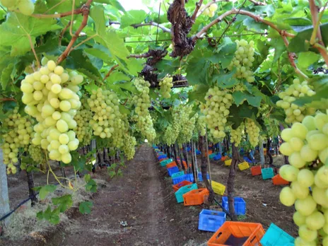 In a Drought-Prone Marathwada Village, Farmers' Incomes Have Gone up 700% in the Past Decade