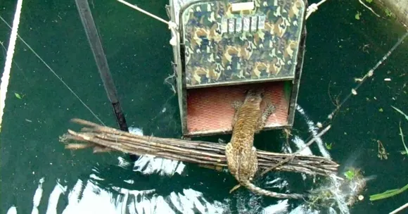 TBI Blogs: You Can Contribute to Protecting Leopards in Maharashtra in a Very Simple Way