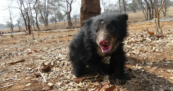 TBI Blogs: Meet Mowgli, the 10-Week-Old Sloth Bear Cub Rescued From Poachers’ Trap in Madhya Pradesh