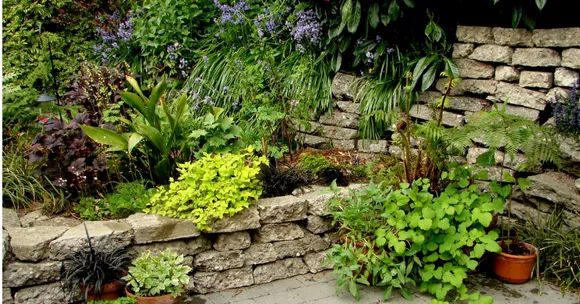 Plants Can Feel the Heat Too! Here Are 15 Tips to Keep Your Garden Blooming Through Summer