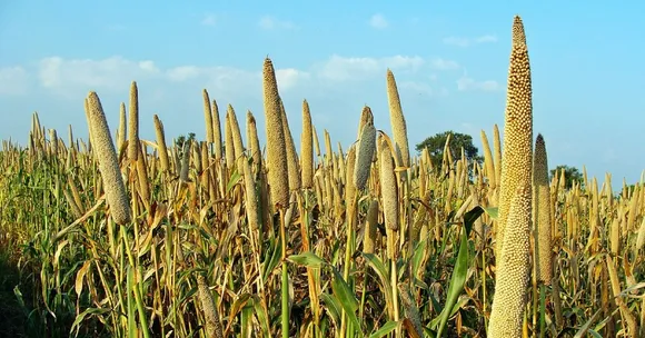 Karnataka's Unlikely Hero, the Humble Millet, Is Helping Farmers Fight Drought & Citizens Get Healthy