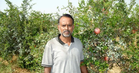 TBI Blogs: India Grows 6 of the World’s Finest Varieties of Pomegranates, Helping Farmers Make Huge Profits