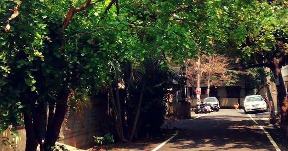 How a Group of Bengaluru Residents Successfully Saved Their Neighbourhood Trees From Being Axed