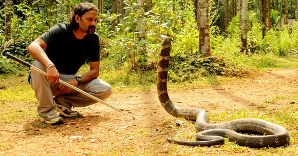 Rescuing About 300 King Cobras, This Organisation Is Helping Save Agumbe's Royal Legacy