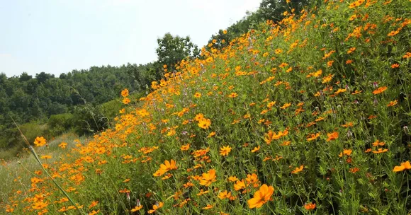 Here's How One Nagpur Businessman Created a Natural Paradise From Barren Hills