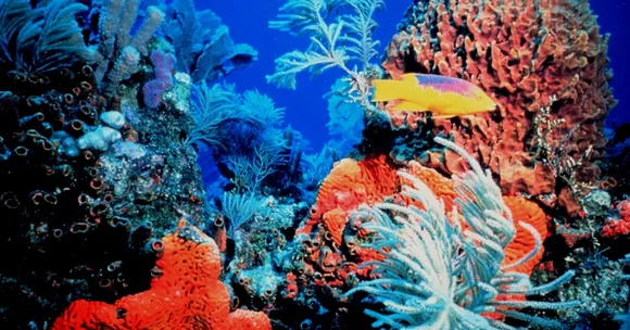 Chennai Scientists Design India's First Manned Submersible Craft for Deep Sea Exploration