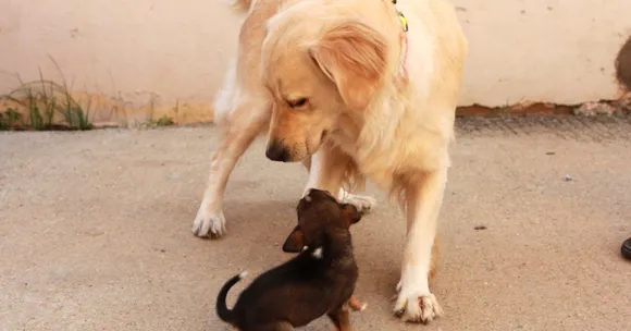 This Former Garbage Dump in Bengaluru is Now Every Dog Lover's Paradise