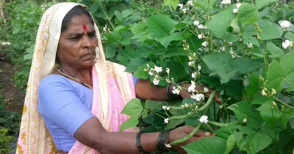 Here's How Maharashtra's Farmers Are Proving Traditional Seeds Are the Best!