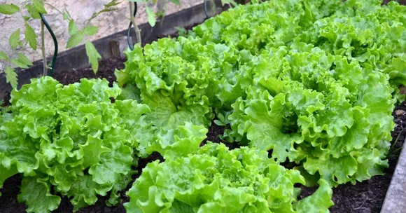 From Sowing to De-Weeding, Bengaluru's Apartment Kids Are Learning How to Farm!