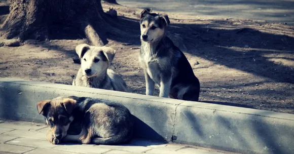 Kerala Becomes the First State in India to Manufacture Its Own Anti-Rabies Vaccine