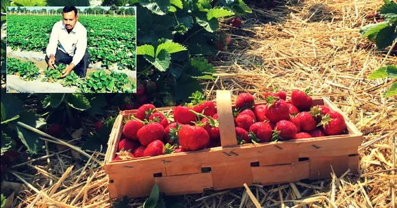 This Chittorgarh Farmer Has Cultivated Over 12,000 Strawberry Plants in Rajasthan!