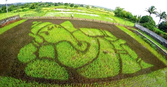 How Japan's Unique Paddy Art is Revitalising a Tiny Maharashtrian Village