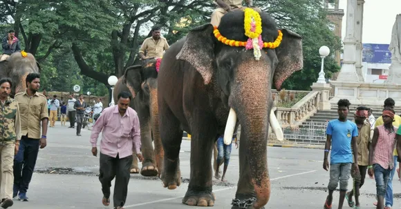Meet the Braveheart Whose Job Involves Pulling Nails Out of Elephant Feet