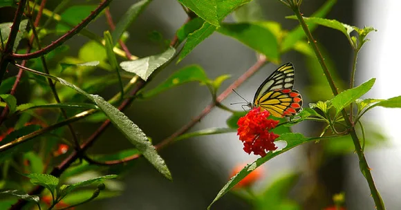 DD Prakriti: India's Indigenous Answer to Nat Geo and Discovery. Coming Soon!