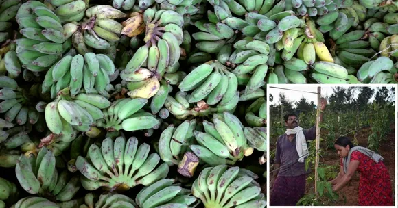 How This Tribal Couple Transformed a Barren Hill Into a Bountiful Farm!