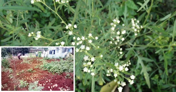 Beat a Deadly Weed to Harvest 100kg Potatoes? All Part of the Job for KSEB Staff