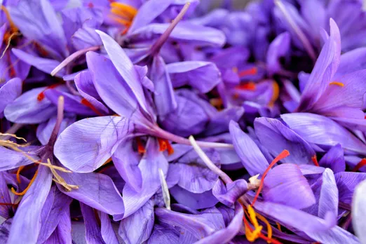 Shafi Has Been Cultivating One of the World's Most Expensive Spice for 50 Years!