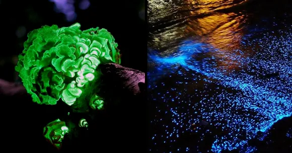 Living Light: Into the Heart of India's Mysterious Glowing Forests and Beaches