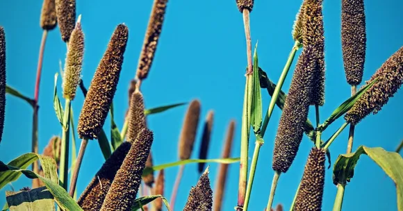 Through Schools and the PDS, the Humble Millet Is Battling India's Health Problems