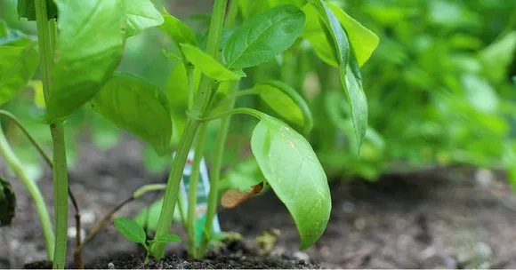 Video: Want to Grow Your Own Veggies in the City? This Nifty Idea May Be for You