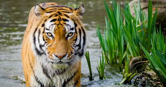 Video: Here's How India's Population of Tigers Is Calculated Every Four Years