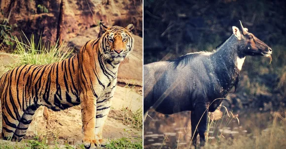 Don't Destroy Nature: How to Be a Considerate Wildlife Enthusiast