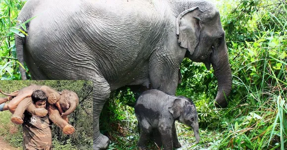 Watch: Mettupalayam Forest Official Carries Baby Elephant to Its Mother!