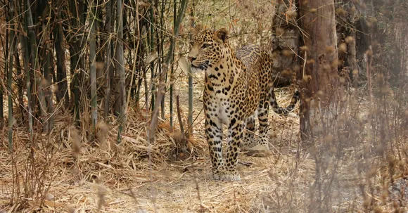 Video: Here's How This Team Helped Reunite a Mother Leopard With Her 3 Cubs